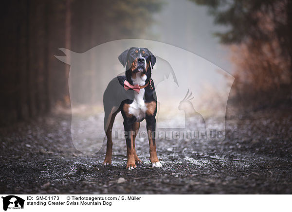 standing Greater Swiss Mountain Dog / SM-01173