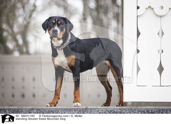 standing Greater Swiss Mountain Dog / SM-01180