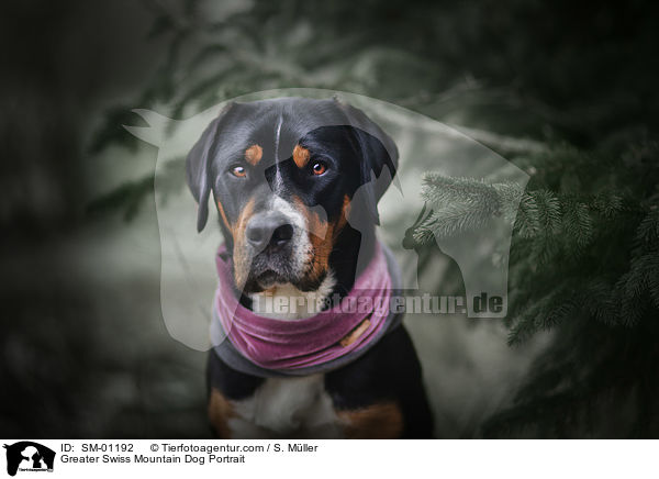 Groer Schweizer Sennenhund Portrait / Greater Swiss Mountain Dog Portrait / SM-01192