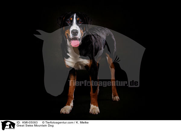 Groer Schweizer Sennenhund / Great Swiss Mountain Dog / KMI-05083