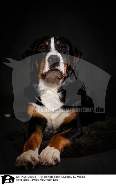 liegender Groer Schweizer Sennenhund / lying Great Swiss Mountain Dog / KMI-05085