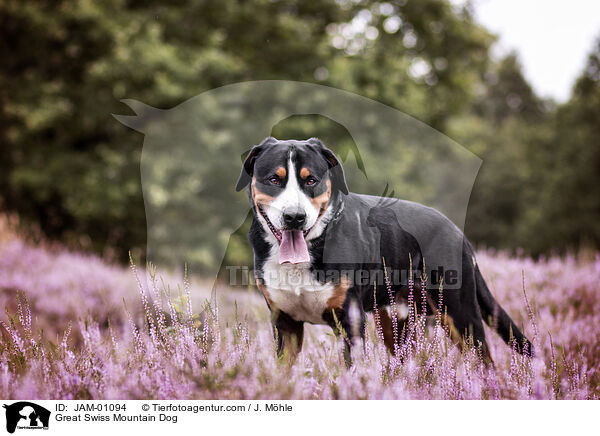 Groer Schweizer Sennenhund / Great Swiss Mountain Dog / JAM-01094