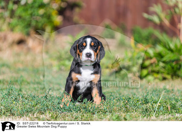 Groer Schweizer Sennenhund Welpe / Greater Swiss Mountain Dog Puppy / SST-22218