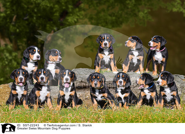 Groer Schweizer Sennenhund Welpen / Greater Swiss Mountain Dog Puppies / SST-22243