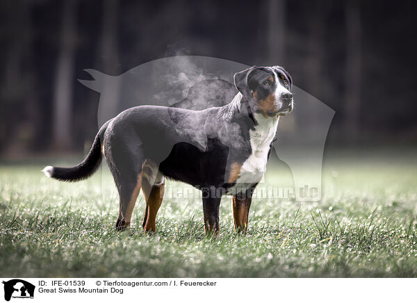 Groer Schweizer Sennenhund / Great Swiss Mountain Dog / IFE-01539
