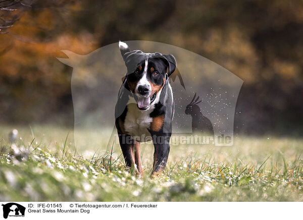 Groer Schweizer Sennenhund / Great Swiss Mountain Dog / IFE-01545