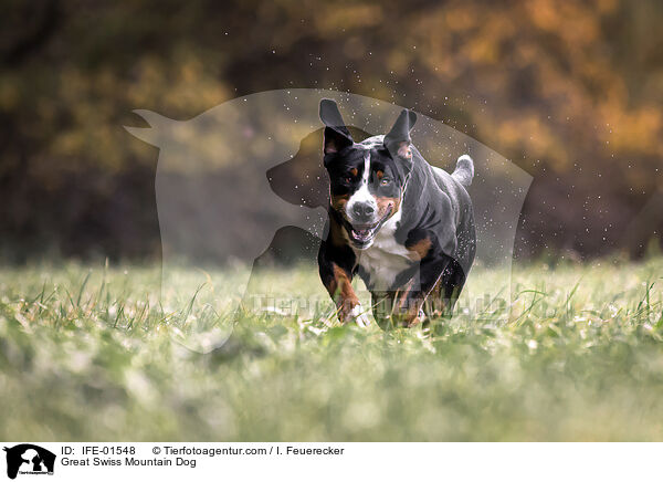 Groer Schweizer Sennenhund / Great Swiss Mountain Dog / IFE-01548