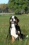 young greater swiss mountain dog