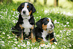 Greater Swiss Mountain Dog Puppy in flower meadow