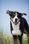 Greater Swiss Mountain Dog Portrait