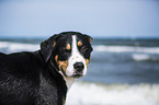 Greater Swiss Mountain Dog Portrait