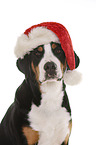 Great Swiss Mountain Dog Portrait