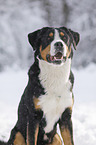 Greater Swiss Mountain Dog in the winter