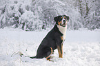 Greater Swiss Mountain Dog sitting in snow
