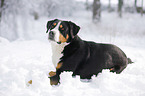 Greater Swiss Mountain Dog lying in snow