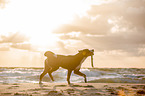 Great Swiss Mountain Dog at the baltic sea