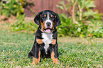 Greater Swiss Mountain Dog Puppy