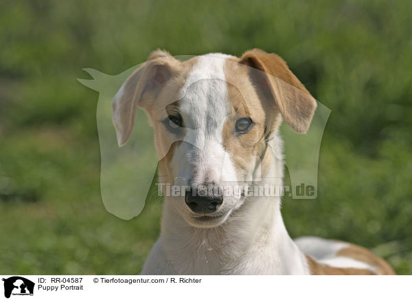 Puppy Portrait / RR-04587