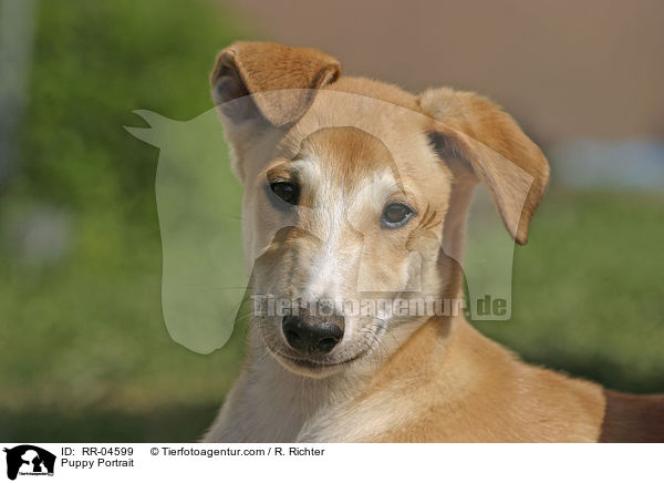 Puppy Portrait / RR-04599