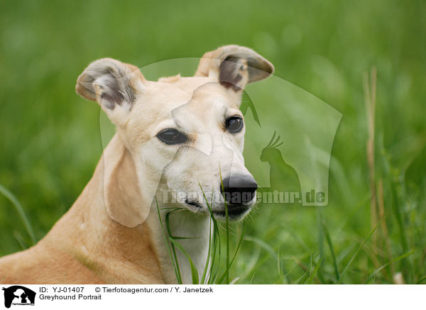 Greyhound Portrait / YJ-01407