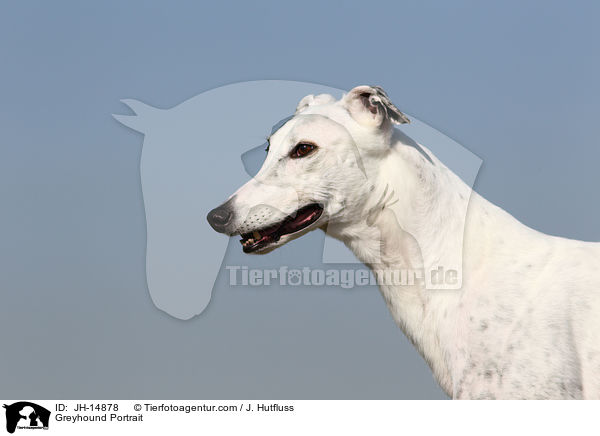 Greyhound Portrait / JH-14878