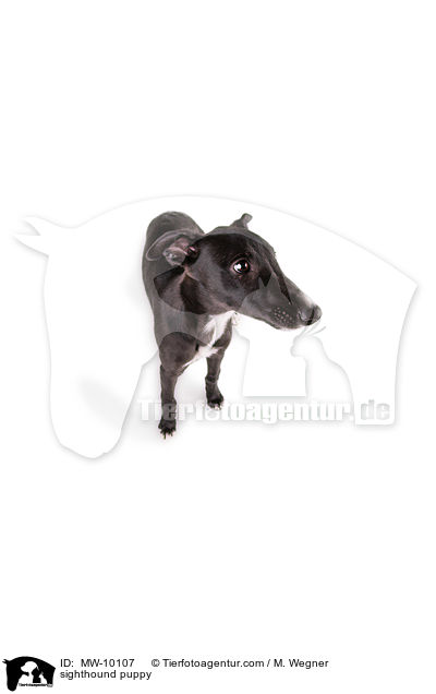 sighthound puppy / MW-10107