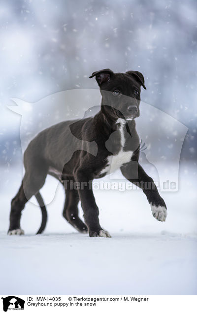 Greyhound puppy in the snow / MW-14035