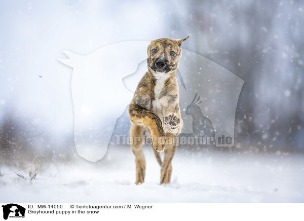 Greyhound puppy in the snow / MW-14050