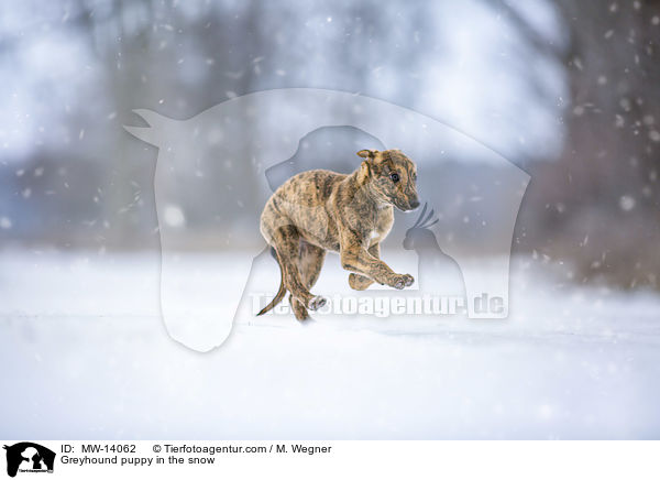 Greyhound puppy in the snow / MW-14062
