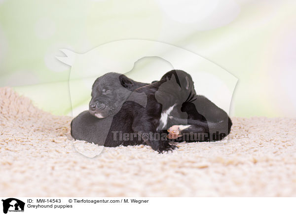 Greyhound puppies / MW-14543