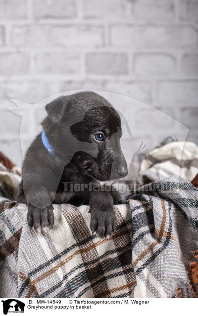 Greyhound puppy in basket / MW-14549