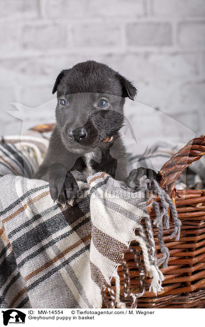 Greyhound puppy in basket / MW-14554