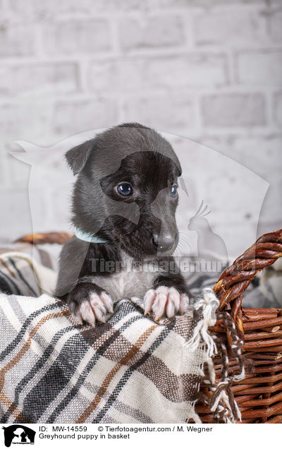 Greyhound puppy in basket / MW-14559