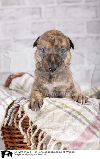 Greyhound puppy in basket / MW-14574