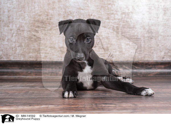 Greyhound Puppy / MW-14592