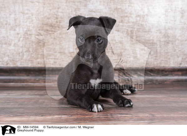 Greyhound Puppy / MW-14594