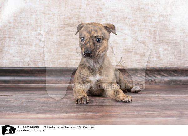 Greyhound Puppy / MW-14606