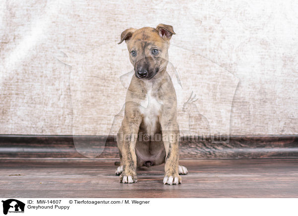 Greyhound Puppy / MW-14607