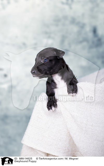Greyhound Welpe / Greyhound Puppy / MW-14625