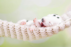 Greyhound puppy sleeps in a hammock