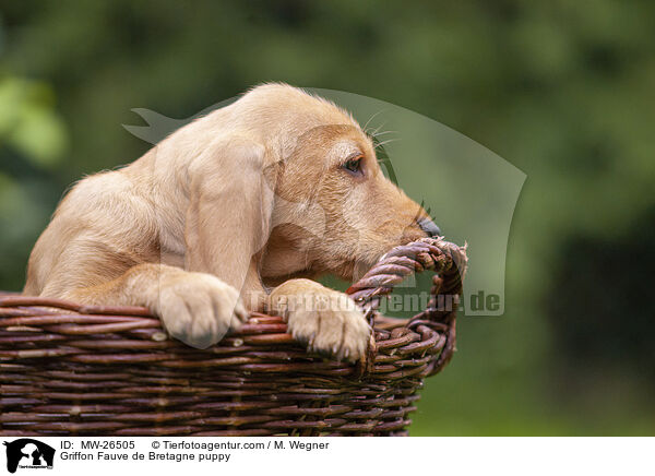Griffon Fauve de Bretagne puppy / MW-26505