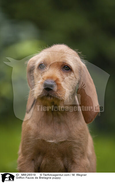 Griffon Fauve de Bretagne puppy / MW-26519
