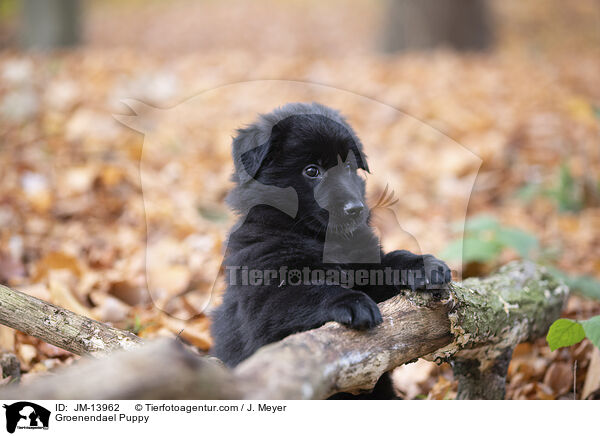 Groenendael Puppy / JM-13962