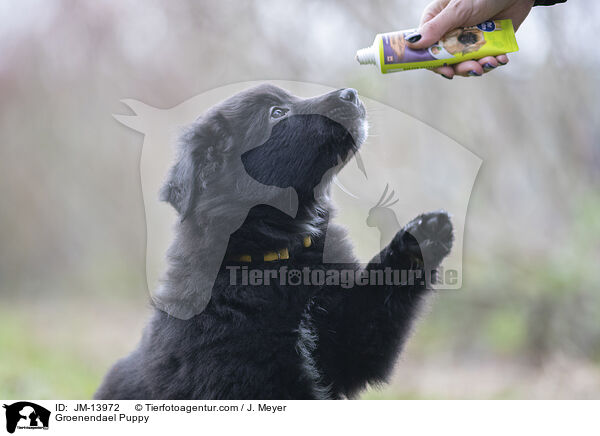 Groenendael Welpe / Groenendael Puppy / JM-13972