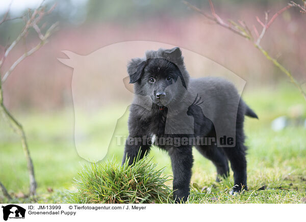 Groenendael Puppy / JM-13999