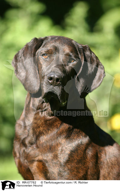 Hannoverscher Schweihund / Hanoverian Hound / RR-07762