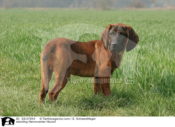 standing Hannoverian Hound / SS-07843