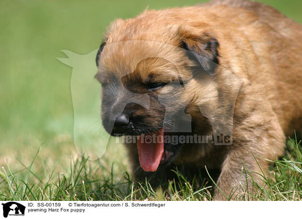 yawning Harz Fox puppy / SS-00159