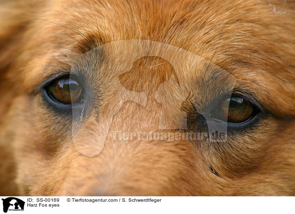 Harzer Fuchs Augen / dogs eyes / SS-00169