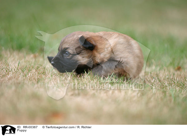 Harzer Fuchs Welpe / Puppy / RR-00367